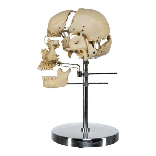 Exploded Skull on Stand
(33618) - Image 2