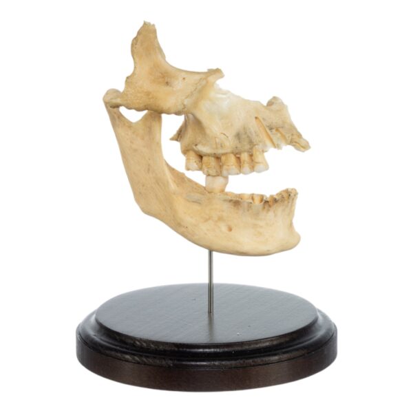 Partial Skull on Stand

(0443)