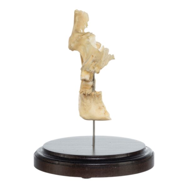 Partial Skull on Stand

(0443) - Image 2