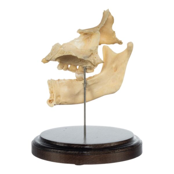 Partial Skull on Stand

(0443) - Image 4