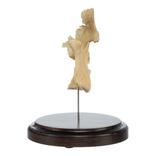 Partial Skull on Stand

(0443) - Image 3