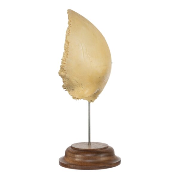Frontal Bone on Stand

(5398)