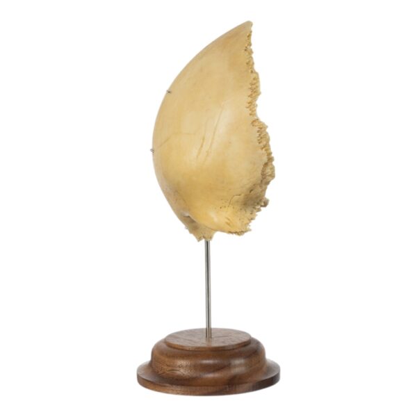 Frontal Bone on Stand

(5398) - Image 2