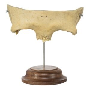 Partial Frontal Bone on Stand

(3089)