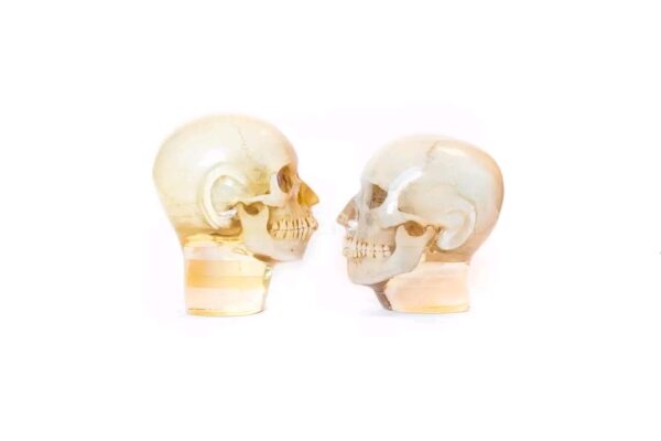 training skull
(33775) - Image 3