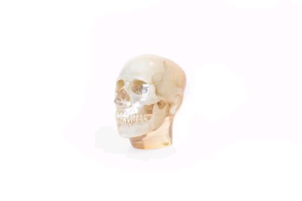 training skull
(33775) - Image 2