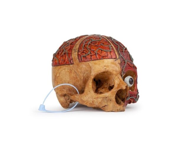 medical carvings skull - Image 2