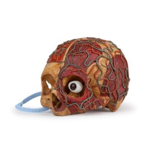 medical carvings skull