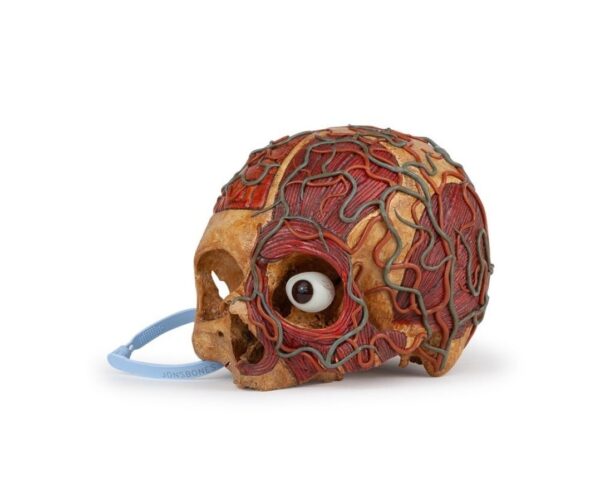 medical carvings skull