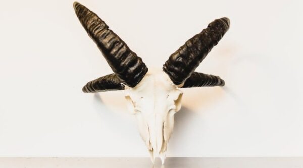 Jacobs skull 
(4427) - Image 2
