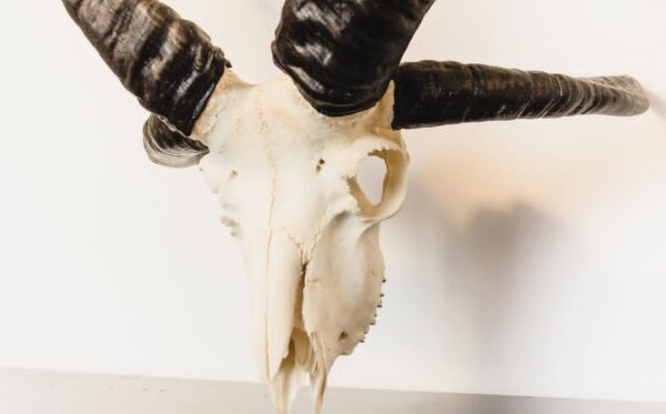 Jacobs skull 
(4427)