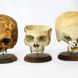 Real Human Skull 
(2333)