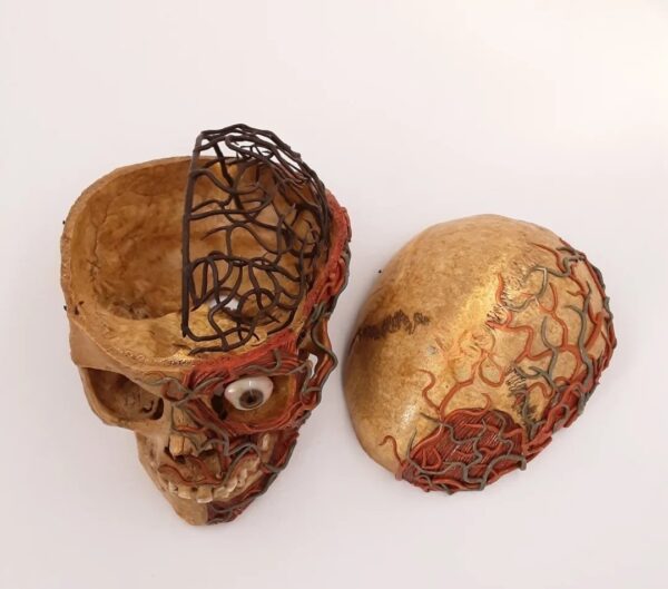 Skull with medical carvings
(34457) - Image 2