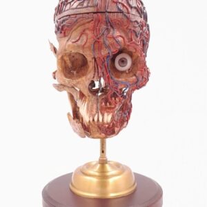 Skull with medical carvings
(34457)