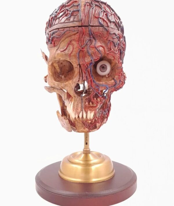 Skull with medical carvings
(34457)