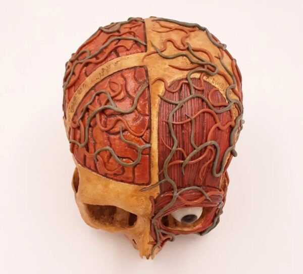 medical carvings skull - Image 3