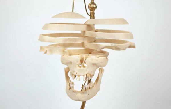 Exploded skull 
(32253) - Image 3