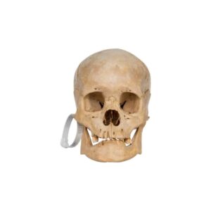 real Human Skull 
(4427)