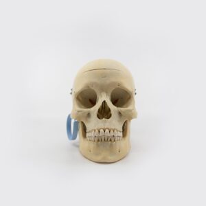 Medical Skull (04800)