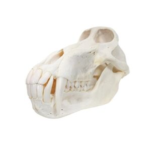 True baboon skull