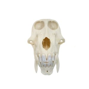 True baboon skull