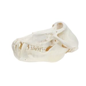 True baboon skull