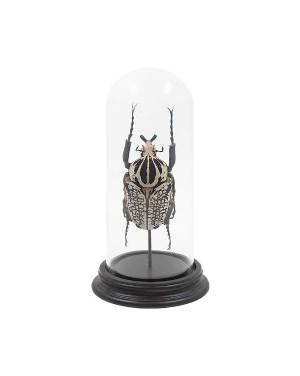 Real Goliath beetles - Image 2