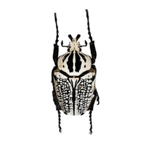 Real Goliath beetles