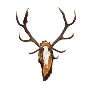 red deer trophy