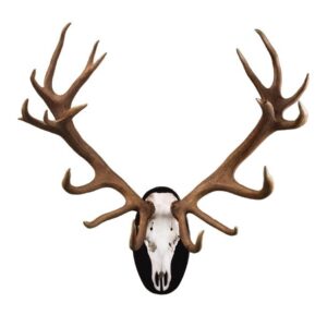red deer trophy