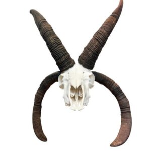 Real Jacob sheep skull