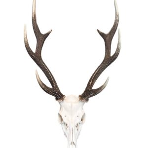 Sika Deer Skull