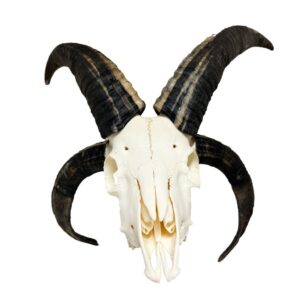 Jacob Sheep Skull