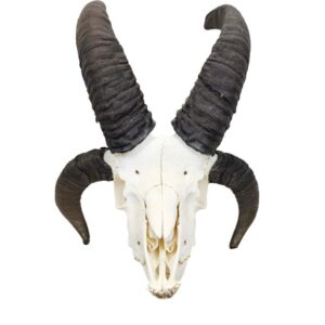 Jacob Sheep Skull