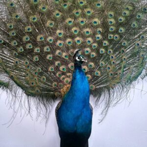 peacock birds feathers